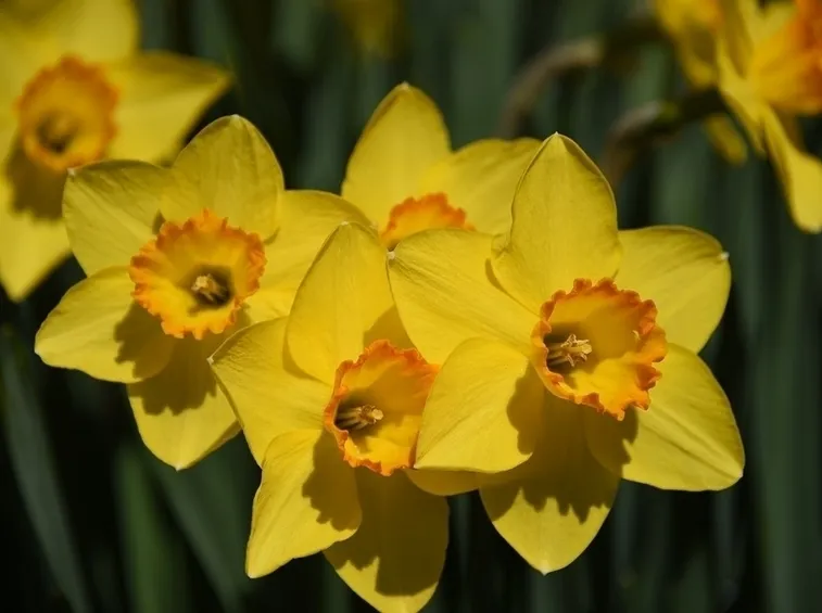Fiori narciso
