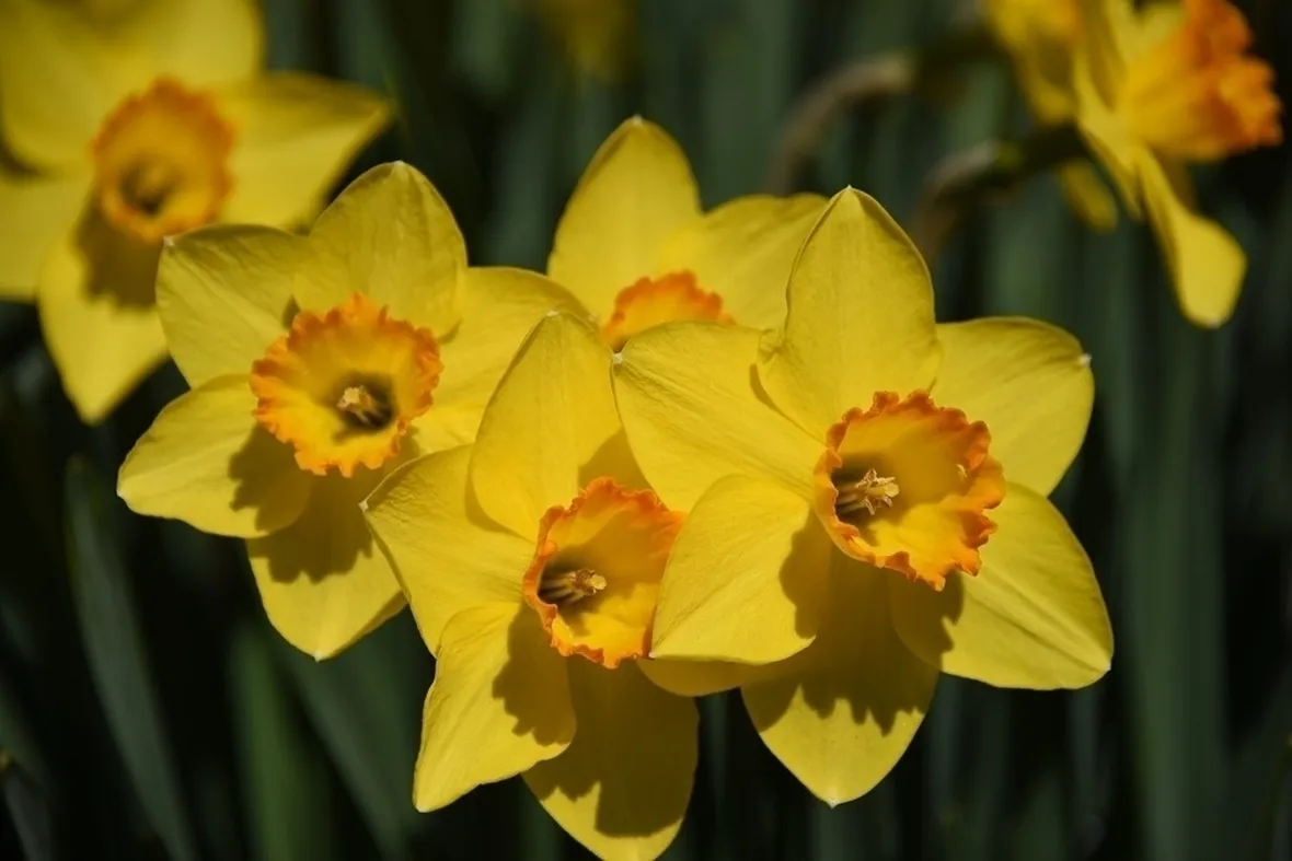 Fiori narciso