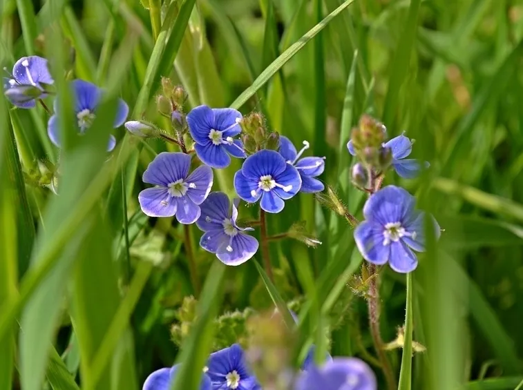 Fiori Veronica