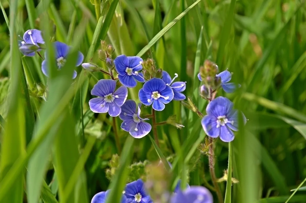 Fiori Veronica
