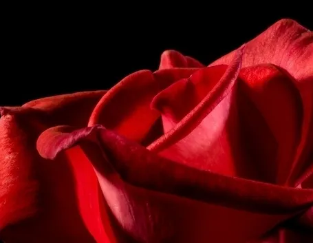 Petali rosa