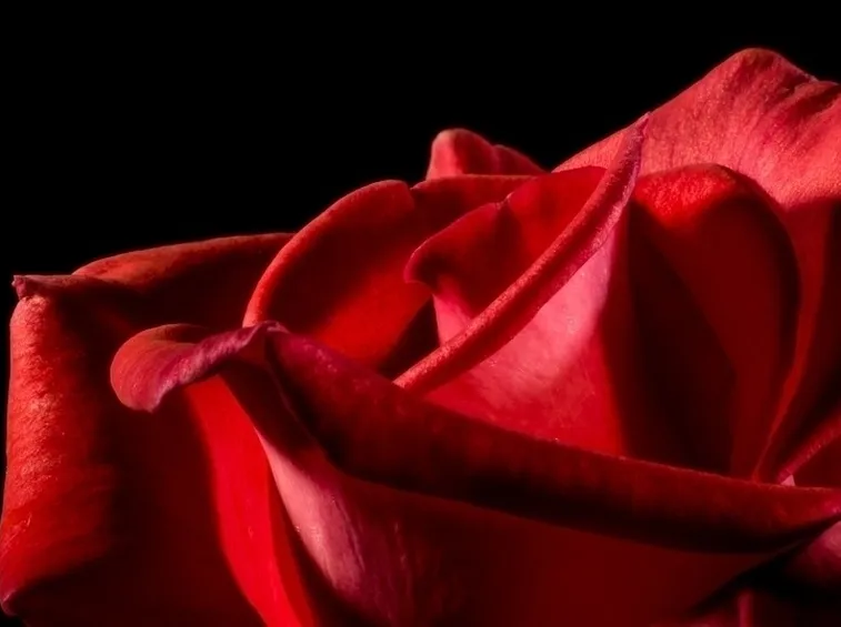 Petali rosa