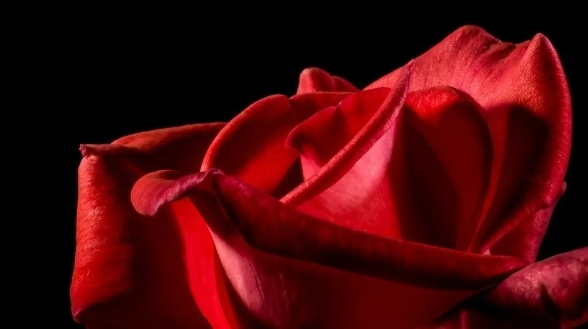 Petali rosa
