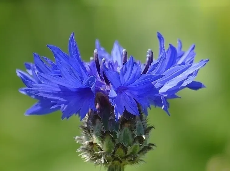 Fiore fiordaliso