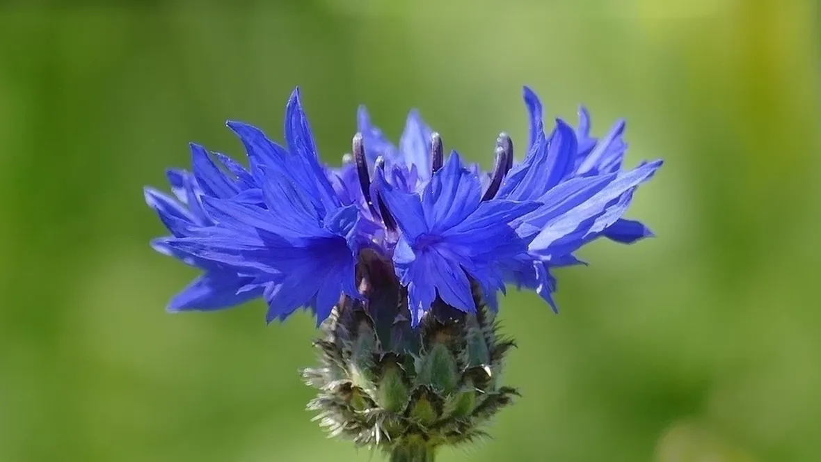 Fiore fiordaliso