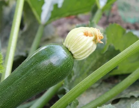 Zucchina fiore