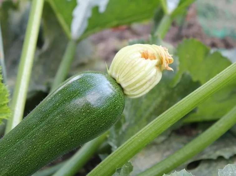 Zucchina fiore