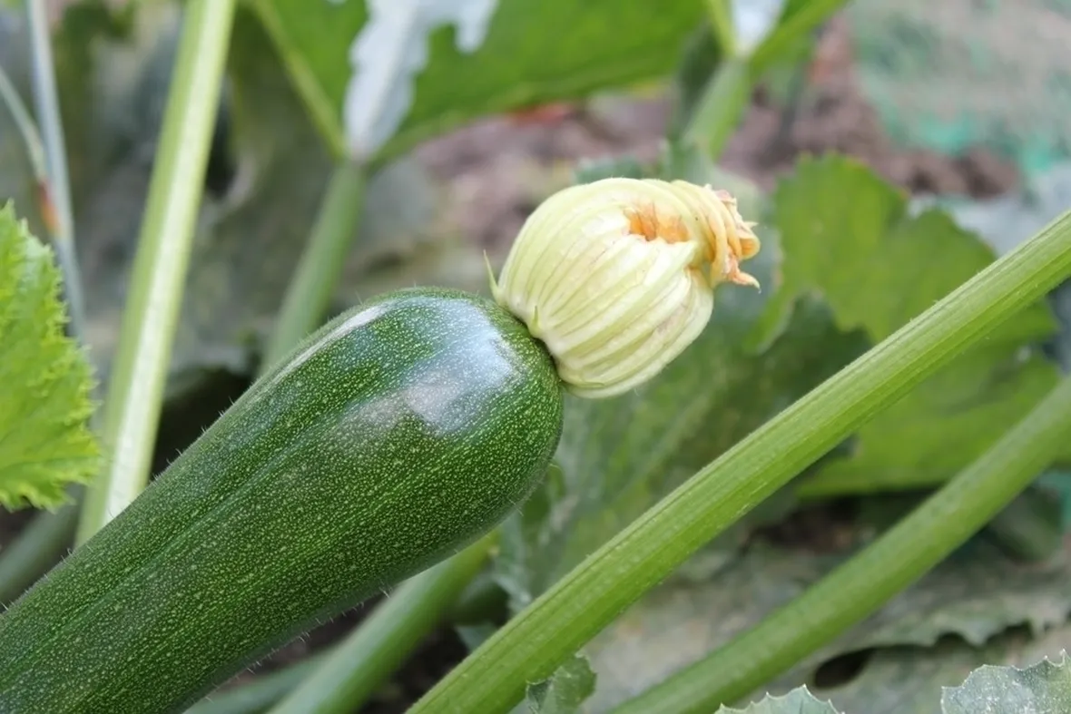 Zucchina fiore