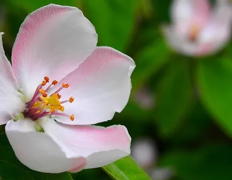 Fiore melo