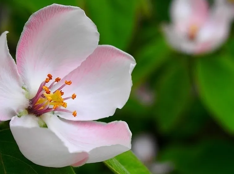 Fiore melo