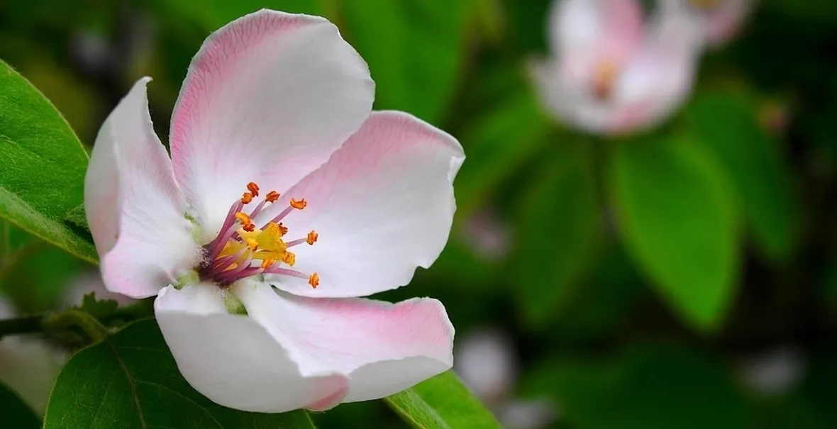 Fiore melo