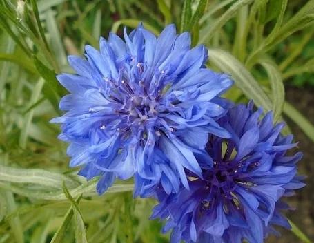 Fiore fiordaliso