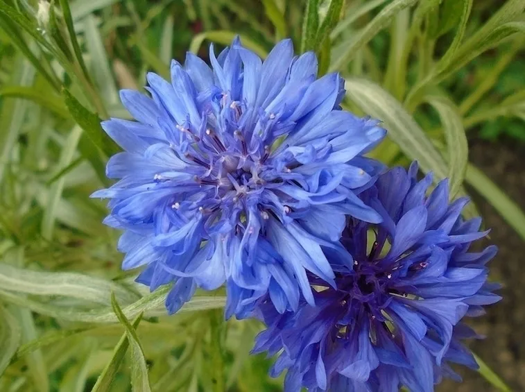 Fiore fiordaliso