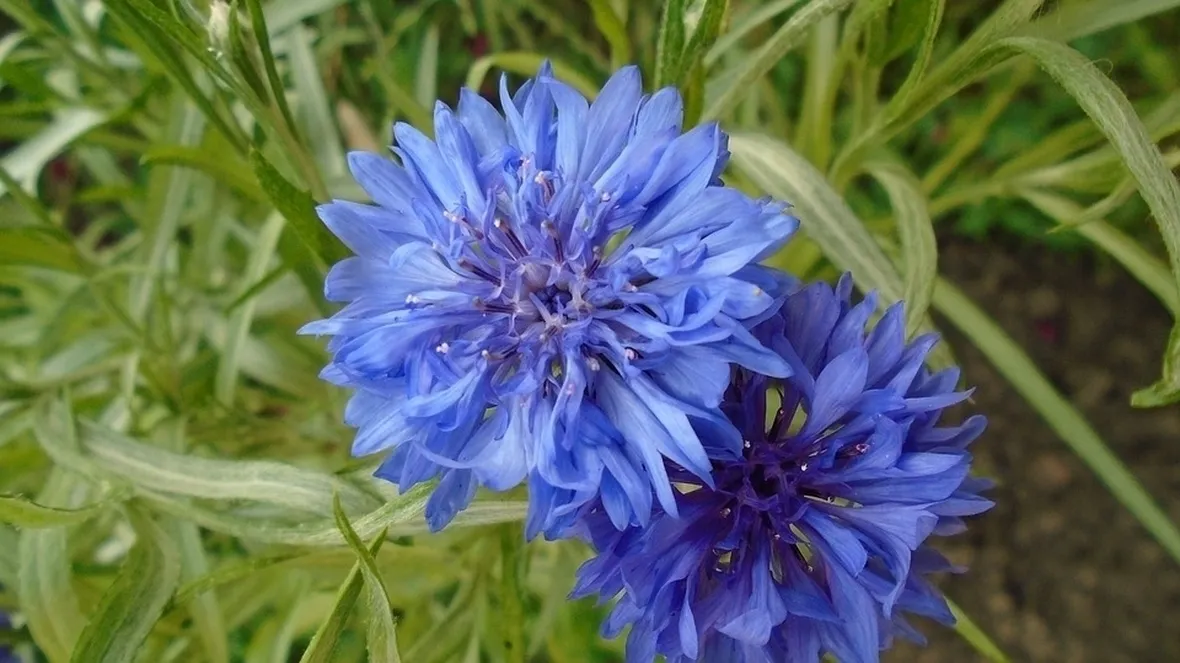 Fiore fiordaliso