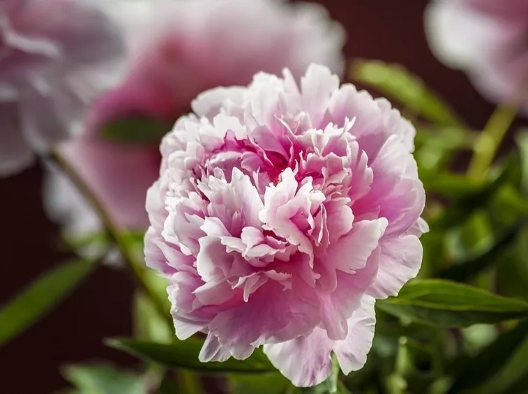 Peonia fiore