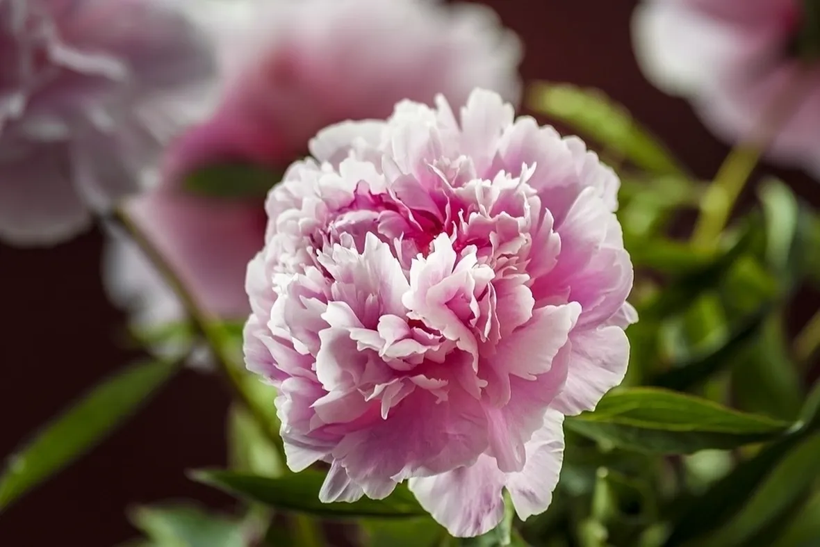 Peonia fiore