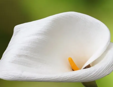 Calla
