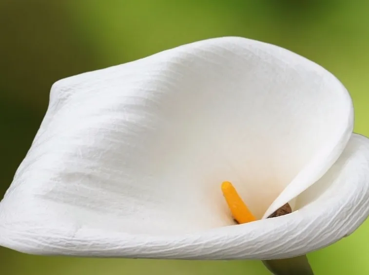 Calla
