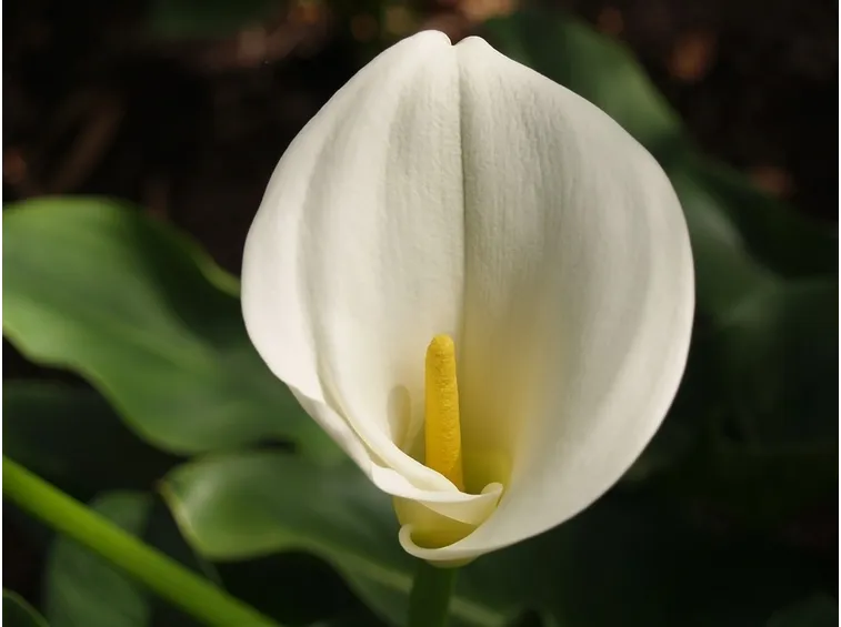Calla fiore