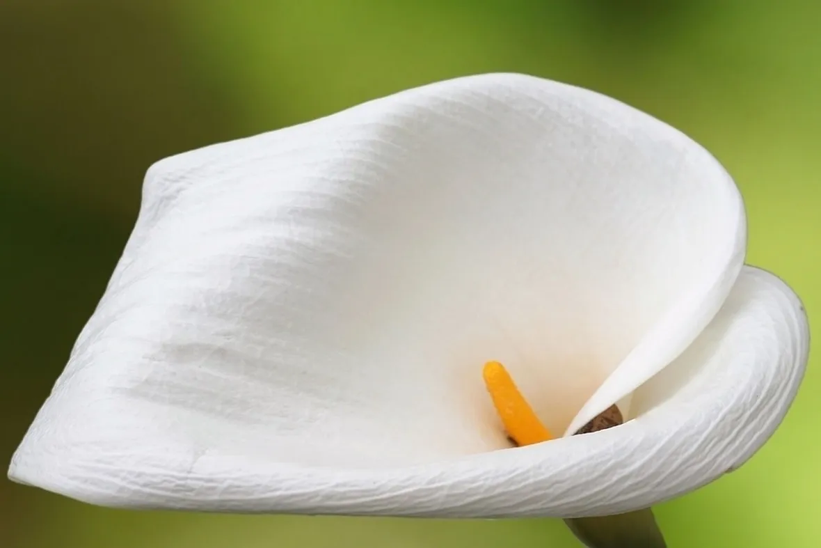 Calla
