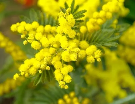 Mimose 