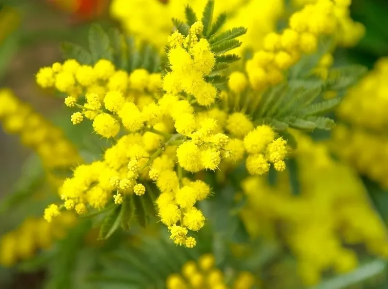 Mimose 