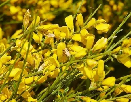 Ginestre