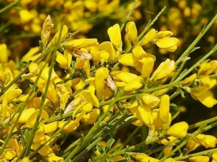 Ginestre