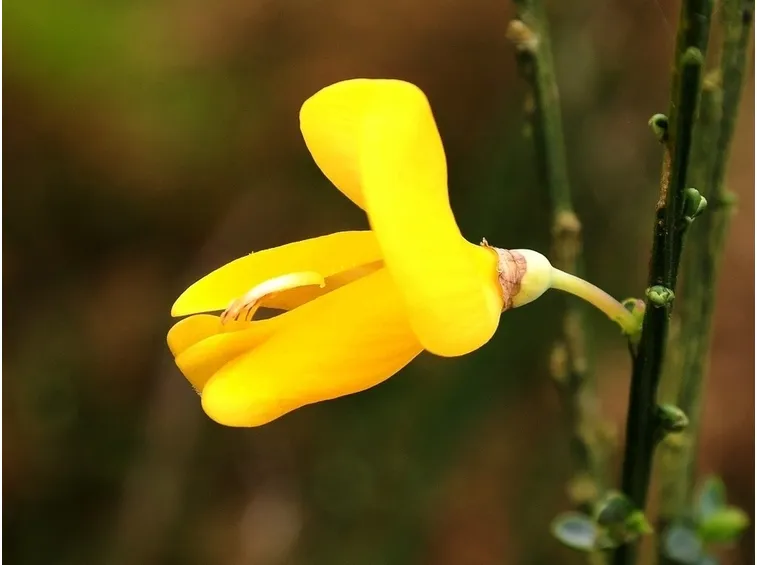 Fiore ginestra 