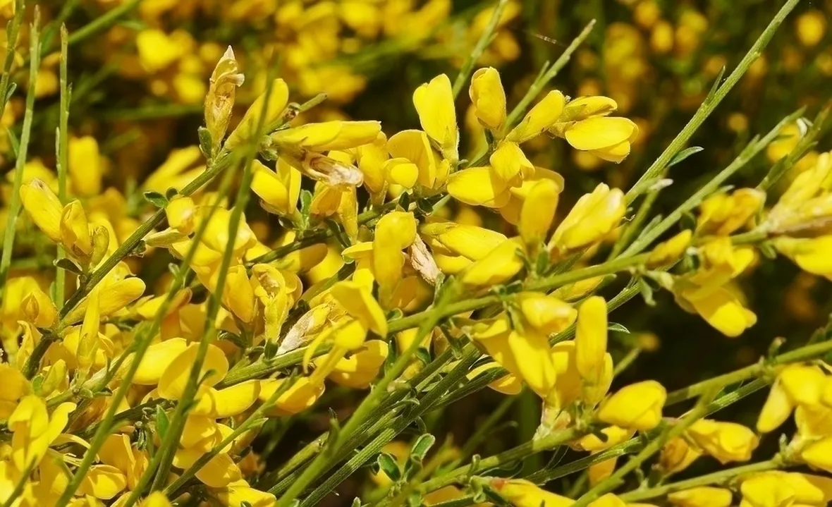 Ginestre