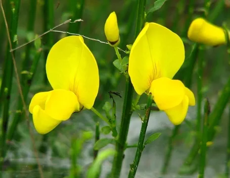 Ginestra fiore