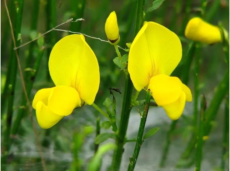Ginestra fiore