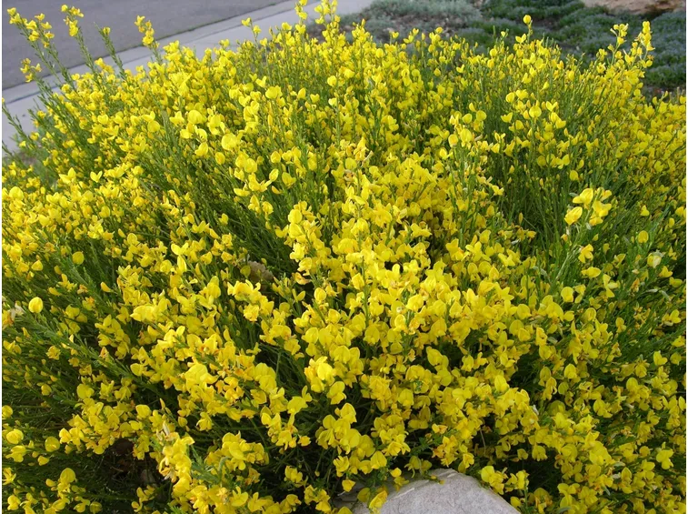 Ginestre gialle