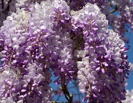 Fiori glicine