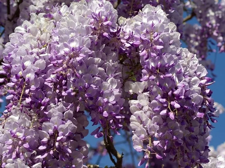 Fiori glicine