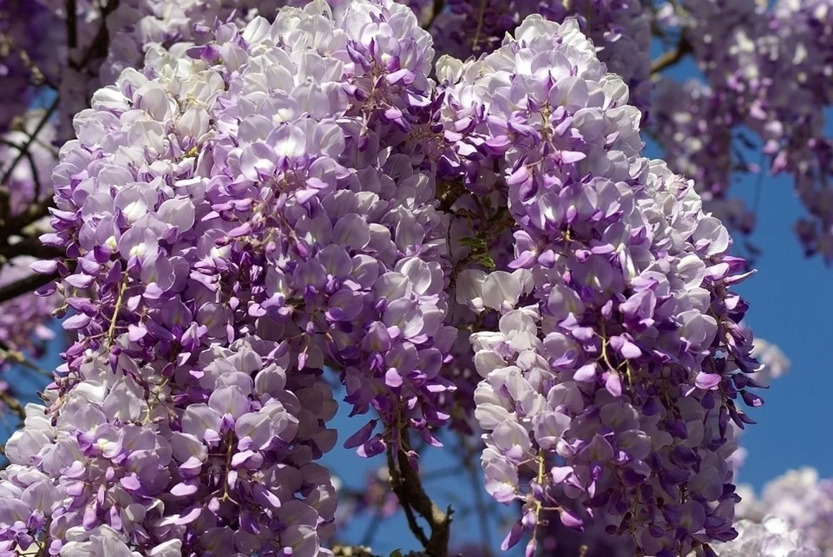 Fiori glicine