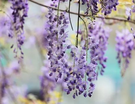 Fiori glicine