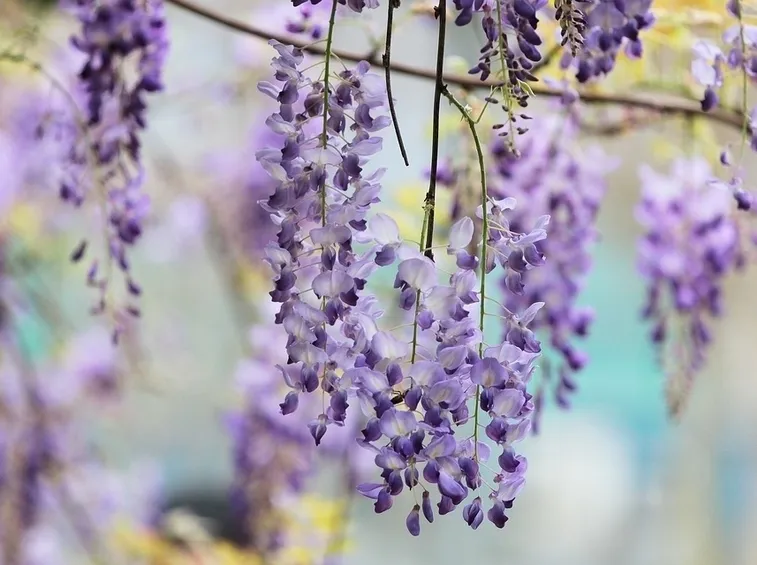 Fiori glicine