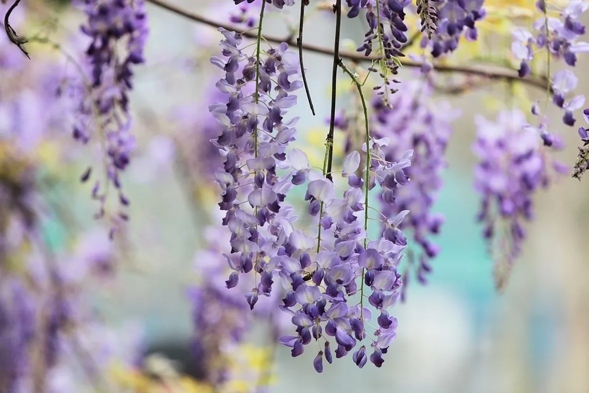 Fiori glicine