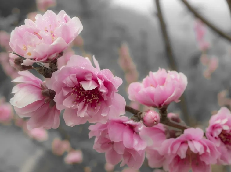 Fiori pesco