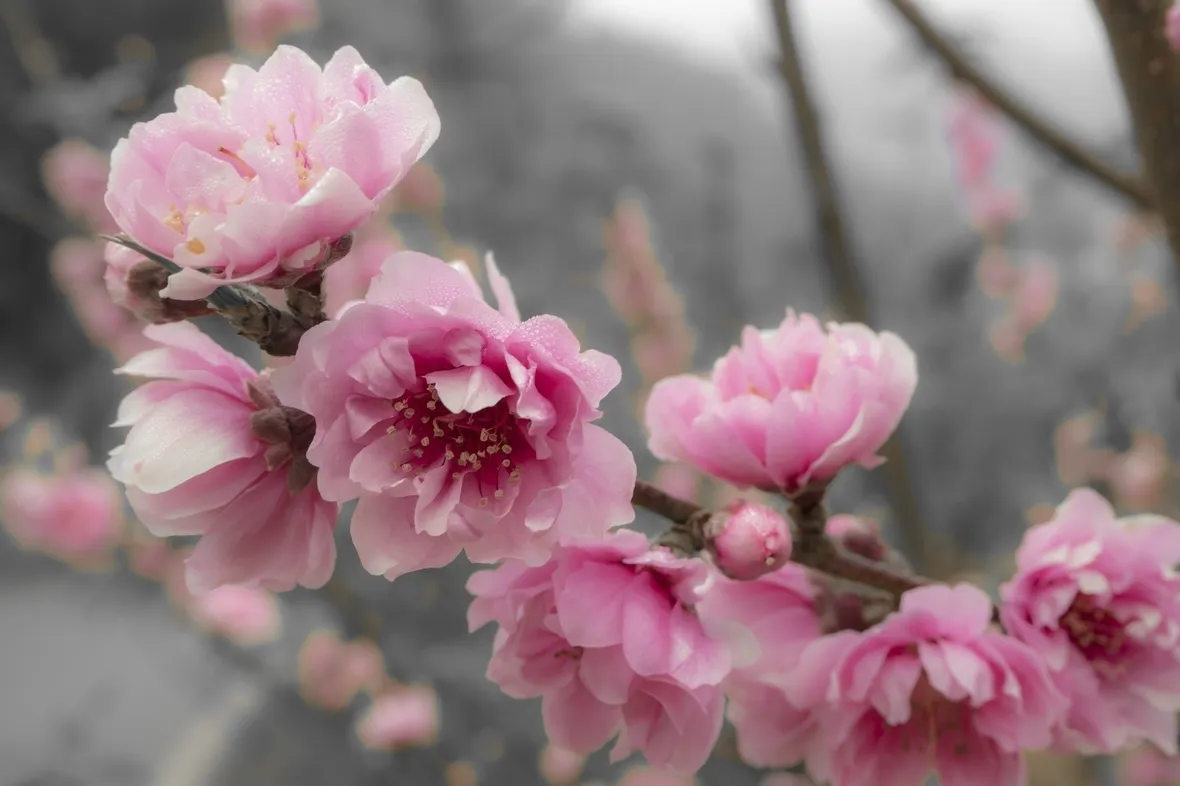 Fiori pesco