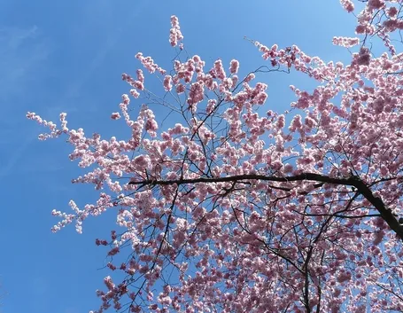 Ciliegio fiori