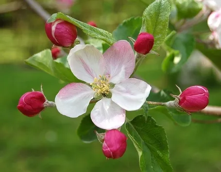 Fiori melo