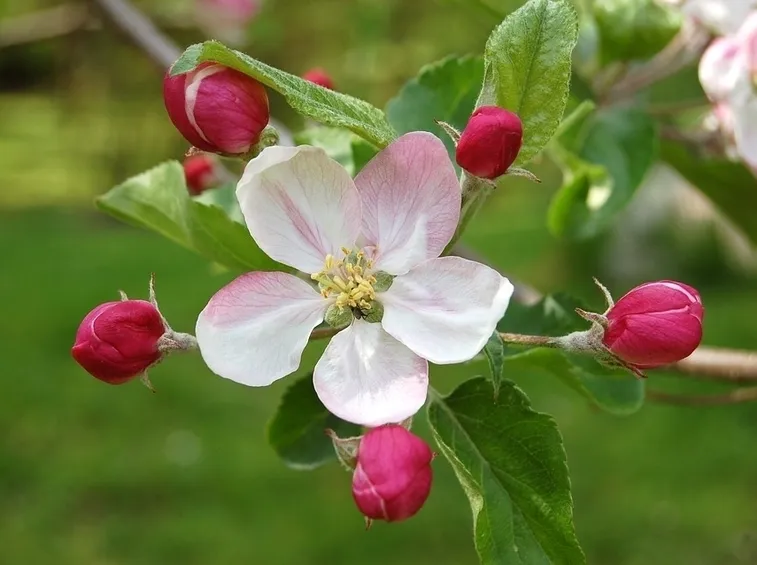 Fiori melo