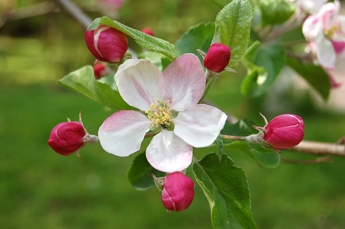 Fiori melo
