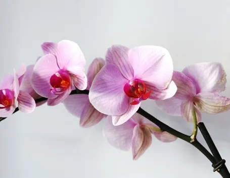 Fiore orchidea