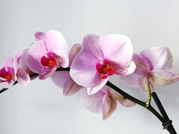 Fiore orchidea