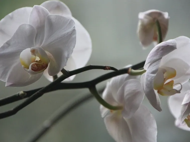 Orchidea