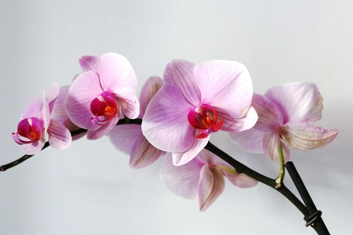 Fiore orchidea