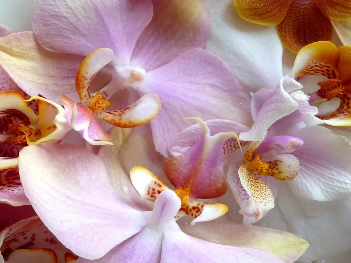 Orchidea